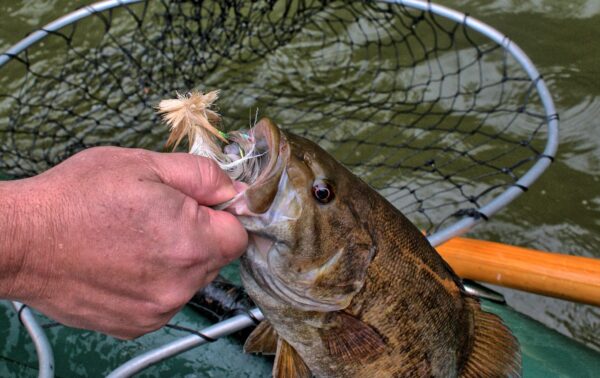 Close-up of an angler's hand holding a smallmouth bass caught using an Urban Fly Co. lure, with a net and water in the background.