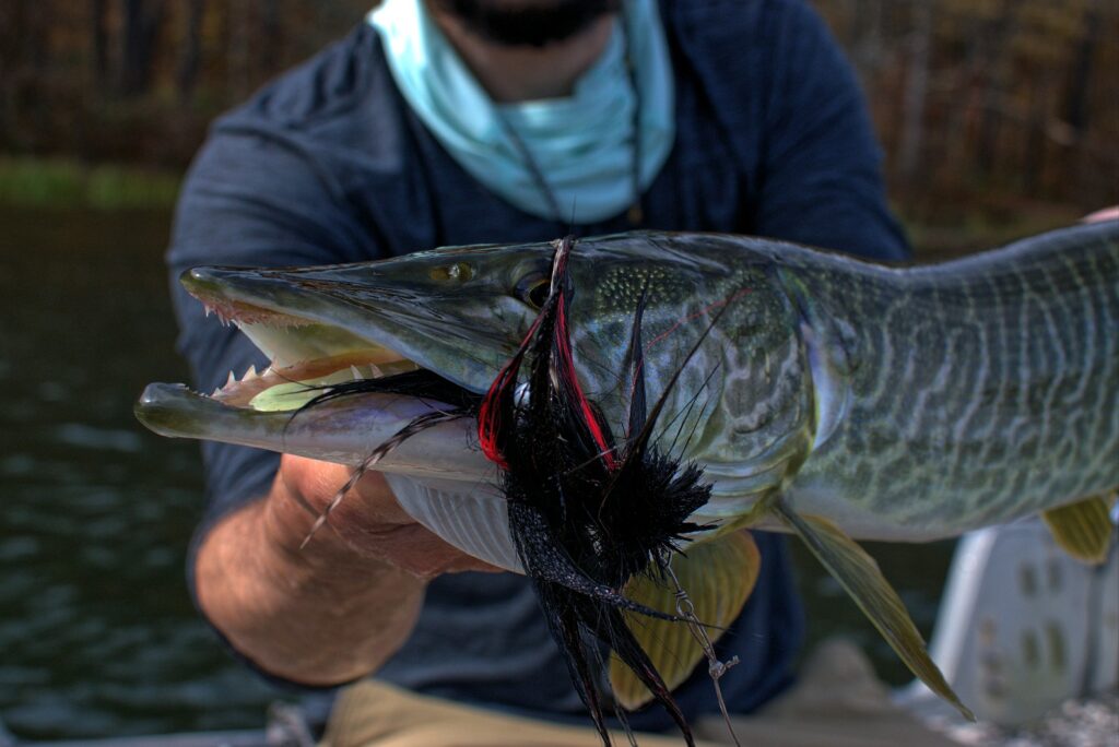 Close-up of a muskie caught by an Urban Fly Co. angler, featuring a black and red fly lure in its mouth.