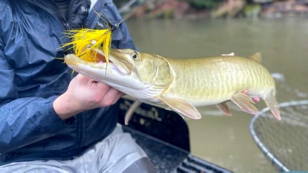 Angler holding a musky caught with a yellow Urban Fly Co. lure, standing in a boat with a net visible in the background.