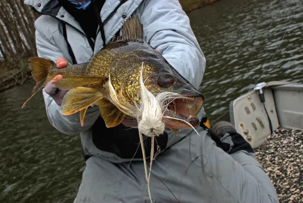 A fisherman from Urban Fly Co. holding a large walleye with a white fly lure in its mouth, captured on a boat in a lake.